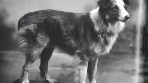 41451031_3163957_f852c69fa358f4360f9af2dbb802d97f_wm-1024x576-1