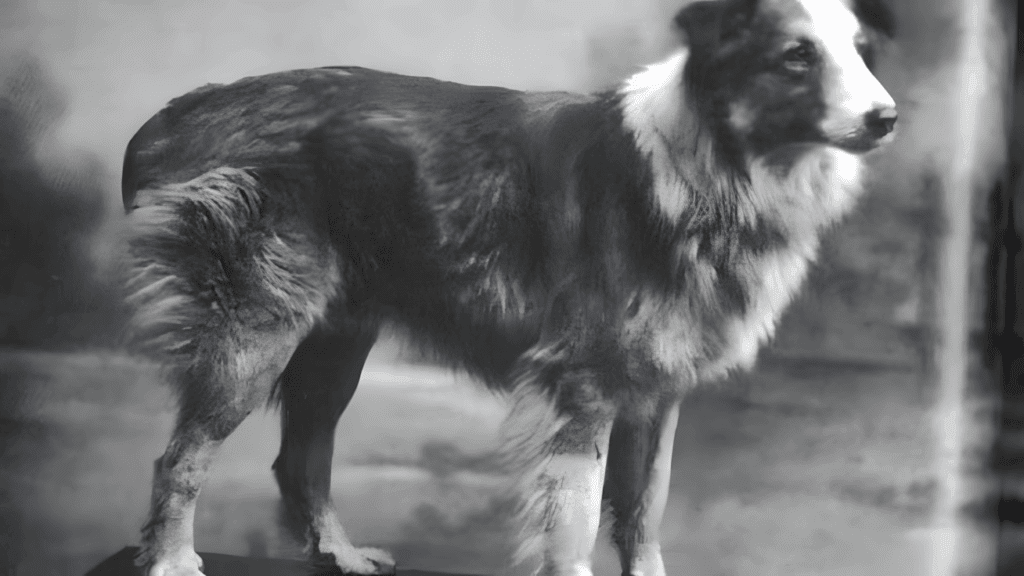 41451031_3163957_f852c69fa358f4360f9af2dbb802d97f_wm-1024x576-1