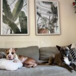 Az „egyszarvú” kutya, akit a szeretet mentett meg a biztos haláltól