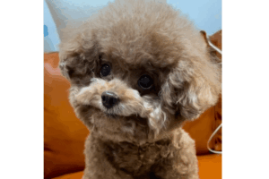 51397092_94b3688f797fcf5756fdb4a1e4c83902_wm