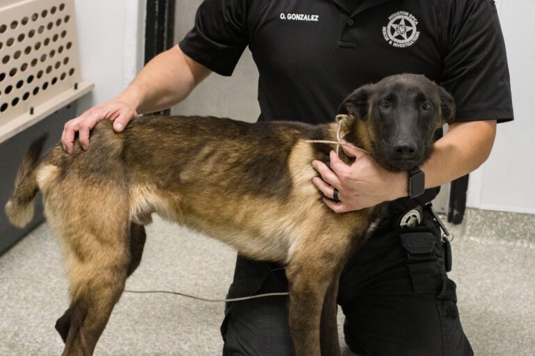 Súlyzóval dobta fejbe, majd újra és újra ütötte a védtelen kutyát 1042 528432 11 768x512 1