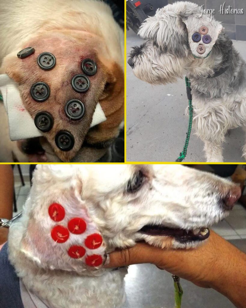 535540310_1329830671854712_2652575278344624316_n-819x1024-1