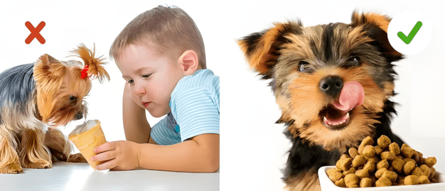 Ha szereted a kutyádat, ezt a 6 dolgot soha ne tedd vele! 1093 6 tipikus hiba amit szinte minden gazdi elkovet5.jpg