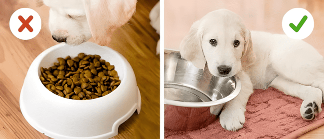 Ha szereted a kutyádat, ezt a 6 dolgot soha ne tedd vele! 1094 6 tipikus hiba amit szinte minden gazdi elkovet6.jpg