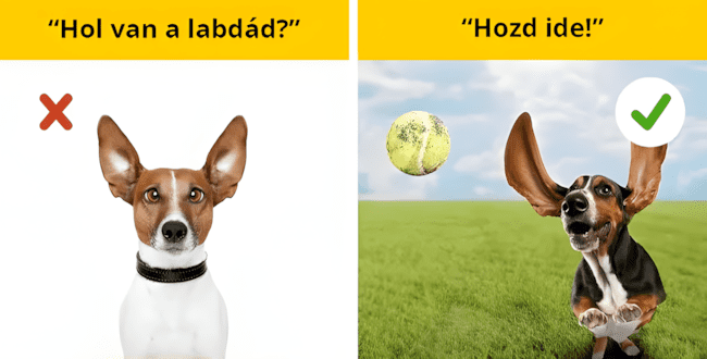 Ha szereted a kutyádat, ezt a 6 dolgot soha ne tedd vele! 1092 6 tipikus hiba.jpg