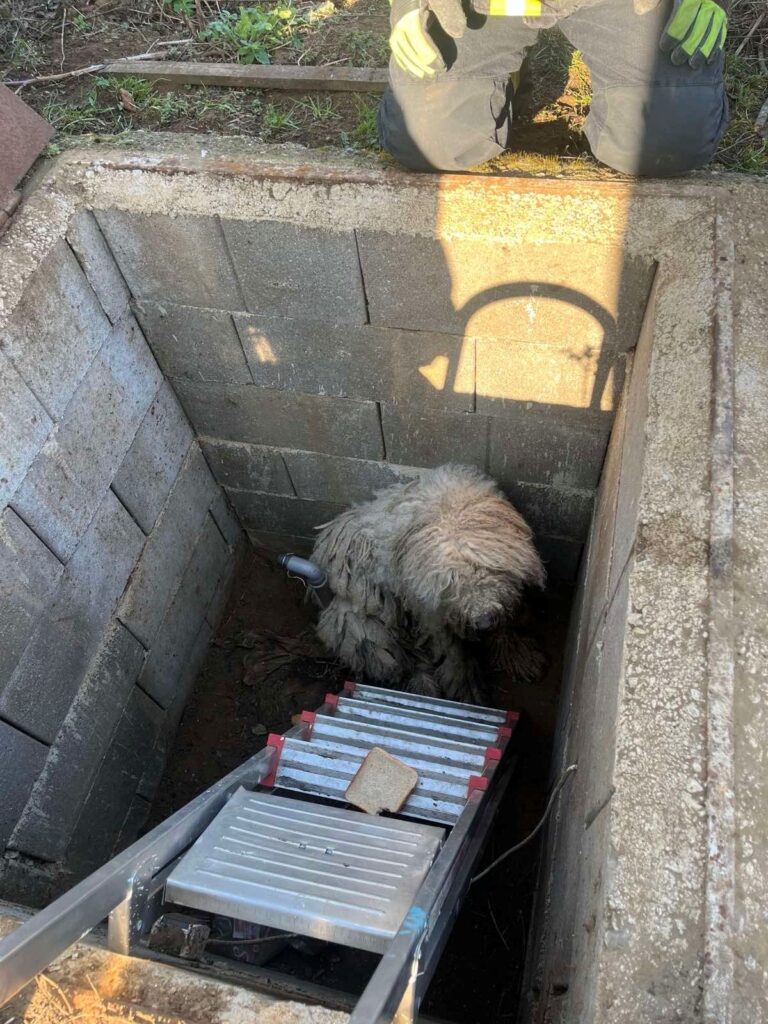 Kalandos mentések egy nap alatt: több kutyát is tűzoltók szabadítottak ki 15 650828551 1266172385612273 5003079172820322790 n