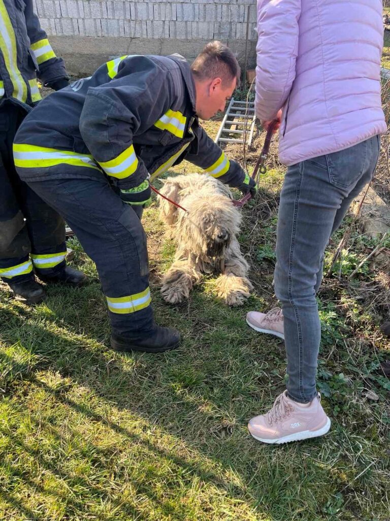 Kalandos mentések egy nap alatt: több kutyát is tűzoltók szabadítottak ki 16 650873793 1266172335612278 3965854240993882248 n