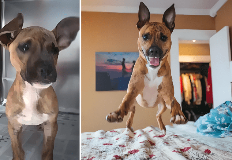 20 fotó, ami bizonyítja, hogy minden kutyának jár egy család 1415 8 Orokbefogadas elott szegenynek milyen szomoru es konnyes volt a szeme de azota mar oromeben az agyon ugral es futkarozik.jpg