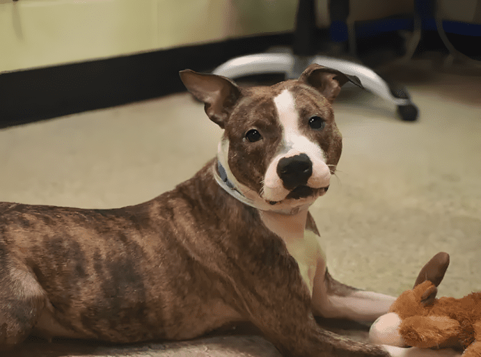 Cukiságbomba: pitbullok, akik ellopják a szíved 1450 9 A nezes amikor valamit szeretnel.png