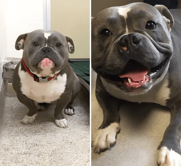 20 fotó, ami bizonyítja, hogy minden kutyának jár egy család 1416 9 Orokbefogadas elott es utan.jpg