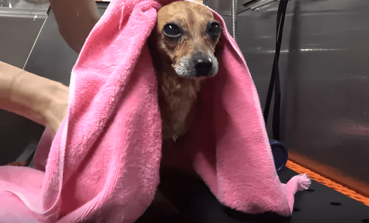 Egy dobozban találták – háromlábú csivava csodás megmenekülése 1484 A magara hagyott kutyus egy dobozban el 3.jpg