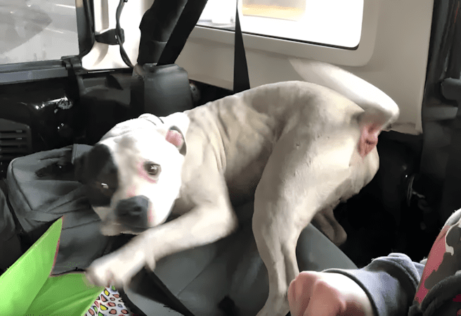 Láncra vert pitbull a pincében – megható pillanatok a szabadulás után 1374 A megmentok megjelentek es talaltak egy mosolygos Pit Bull t.jpg