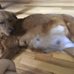 Az altatás elől a szerető otthonba – és a világ legnagyobb meglepetése