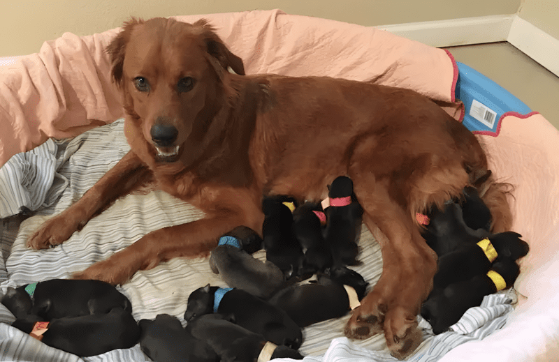 A vemhes kutyusnak oriasi a hasa3.jpg