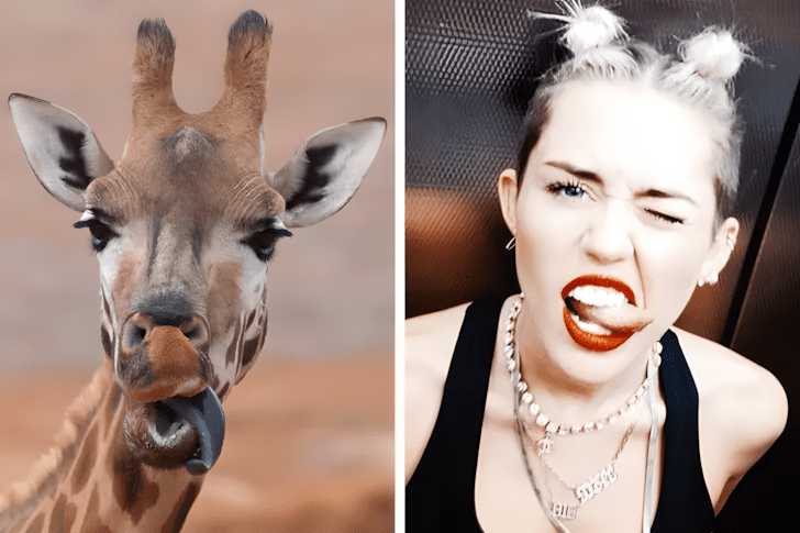 Allatok akik pontosan olyanok mint a hiressegek11.jpg