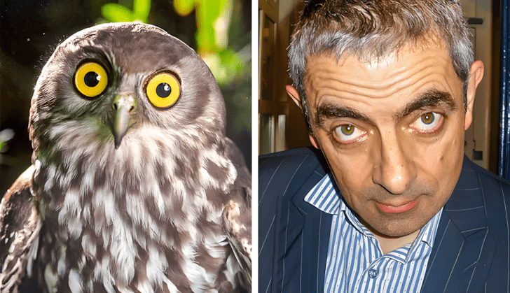 Allatok akik pontosan olyanok mint a hiressegek12.jpg