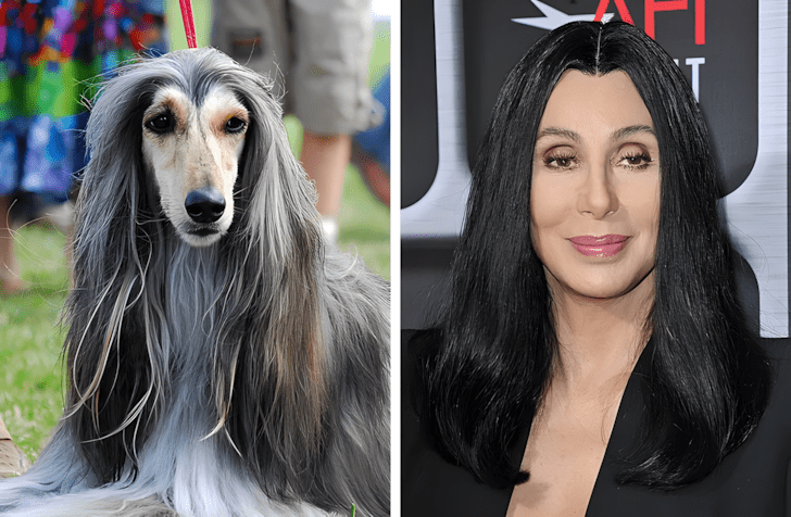 Allatok akik pontosan olyanok mint a hiressegek15.jpg