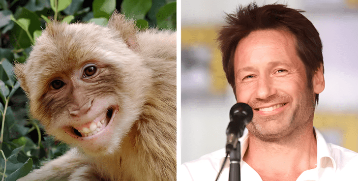 Allatok akik pontosan olyanok mint a hiressegek17.jpg