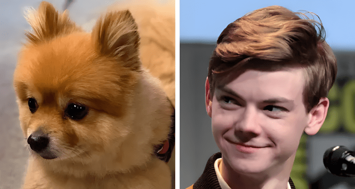 Allatok akik pontosan olyanok mint a hiressegek18.jpg