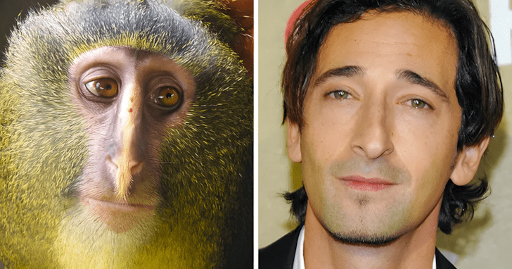 Allatok akik pontosan olyanok mint a hiressegek3.jpg