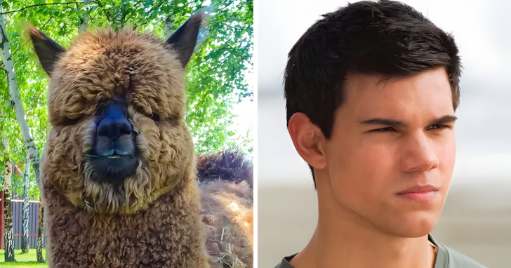 Allatok akik pontosan olyanok mint a hiressegek4.jpg