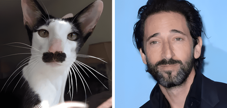 Allatok akik pontosan olyanok mint a hiressegek8.jpg