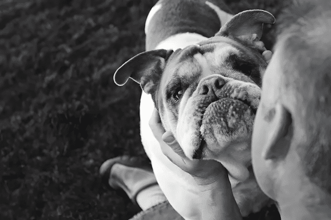 💔 Képek, amik összetörik a szíved: kutyusok és gazdáik utolsó pillanatai 858 Amikor bucsuzni kell9.jpg