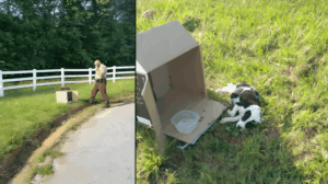 Cop-megkozeliti-az-ut-szelen-levo-dobozt-es-meglatja-a-10-hetes-kiskutya-mellett-fekszik.jpg-1024x572-1