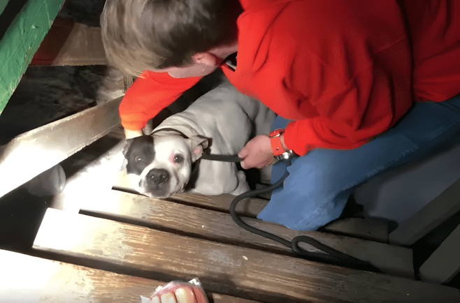 Láncra vert pitbull a pincében – megható pillanatok a szabadulás után 1373 Csak egy ujabb nap volt a St. Louis i Stray Rescue ben. Egy hivast kapt.jpg