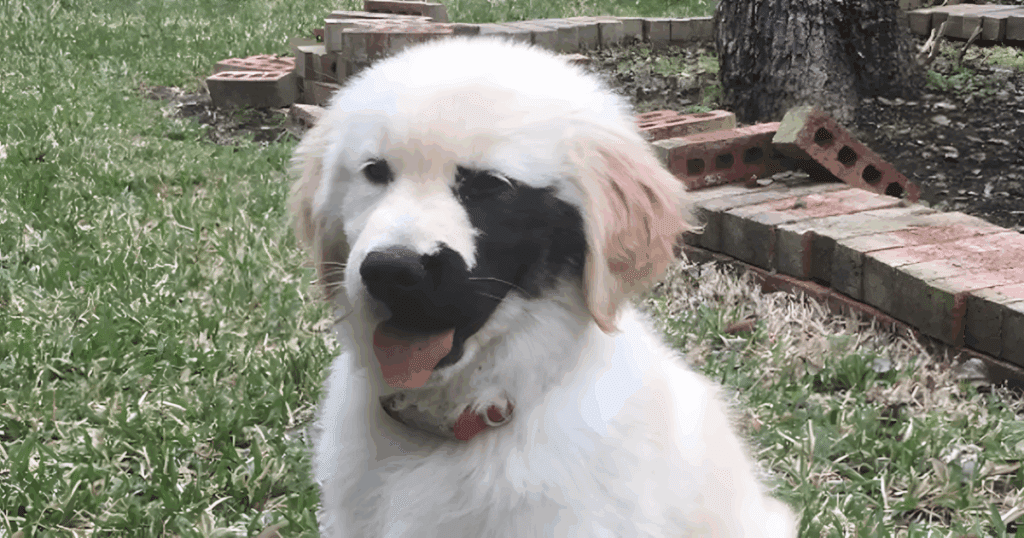 Golden-retriever-egy-kulonleges-rendellenesseggel-szuletett.jpg-1024x538-1