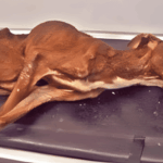 Hihetetlen felépülésen ment keresztül ez a kutyus – az utolsó képen rá sem lehet ismerni