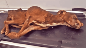 Hihetetlen-felepulesen-ment-keresztul-ez-a-kutyus1-1024x579-1