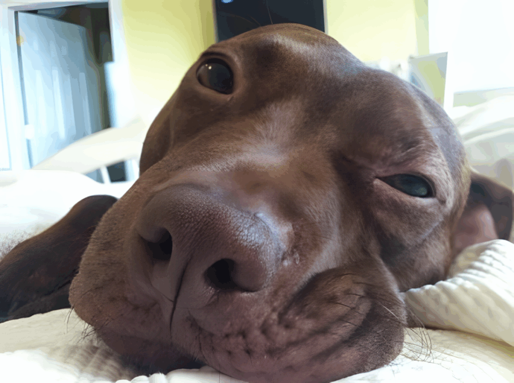 Hihetetlen felepulesen ment keresztul ez a kutyus20