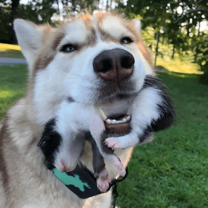 Husky-mentette-meg-az-erdobe-kidobott-7-haldoklo-kiscicat1.jpg