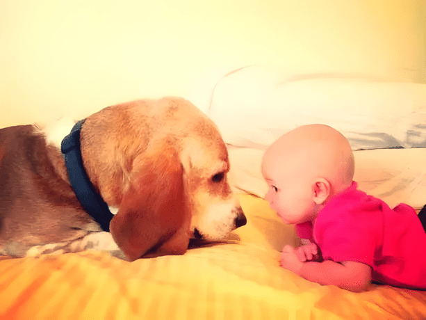 Életre szóló barátság kezdete: babák, akik kutyával nőnek fel ❤ 1250 Kisbabak es kedvencek1.jpg