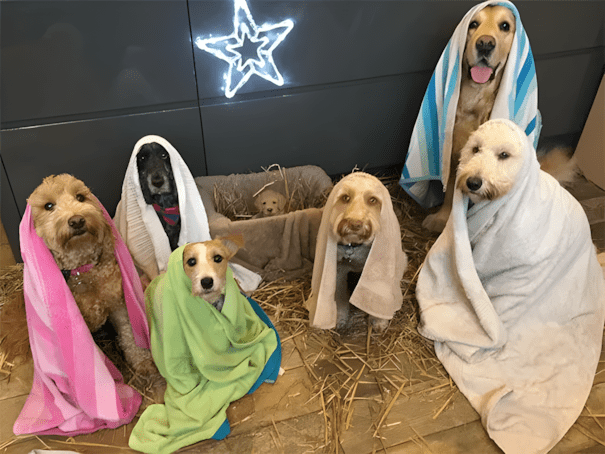 Ezek a menhelyi fotók még a legkeményebb szívet is meglágyítják! 😍 1320 Menhelyek dolgozoi osztottak meg a legcukibb allatos fotoikat10.jpg 1