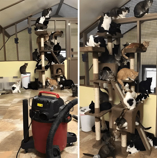 Ezek a menhelyi fotók még a legkeményebb szívet is meglágyítják! 😍 1319 Menhelyek dolgozoi osztottak meg a legcukibb allatos fotoikat9.jpg