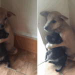 Szívfacsaró felvételek! Addig el nem engedték egymást, amíg biztonságba nem kerültek