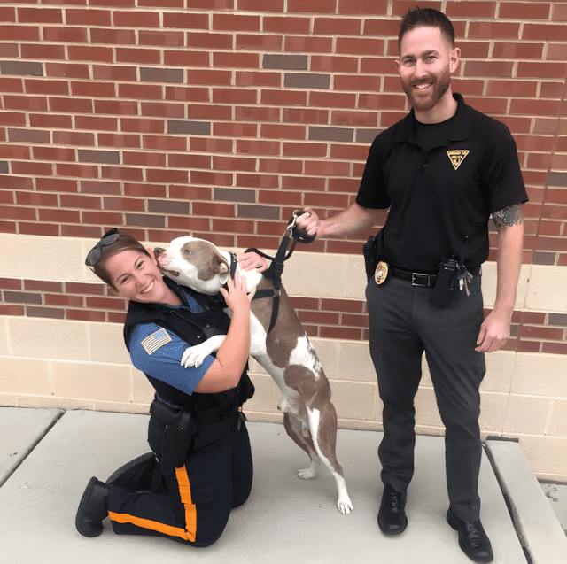 Ugy lancoltak ki a pitbullt hogy a fejet se birta mozgatni2.jpg