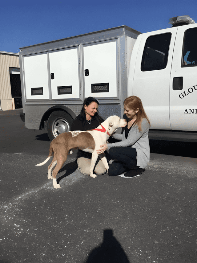 Ugy lancoltak ki a pitbullt hogy a fejet se birta mozgatni3.jpg