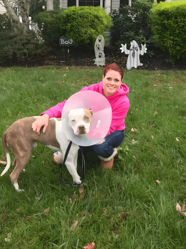 Ugy lancoltak ki a pitbullt hogy a fejet se birta mozgatni4.jpg