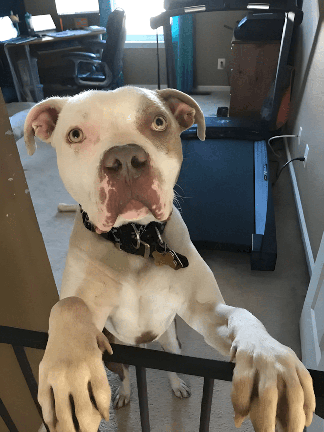 Ugy lancoltak ki a pitbullt hogy a fejet se birta mozgatni5.jpg