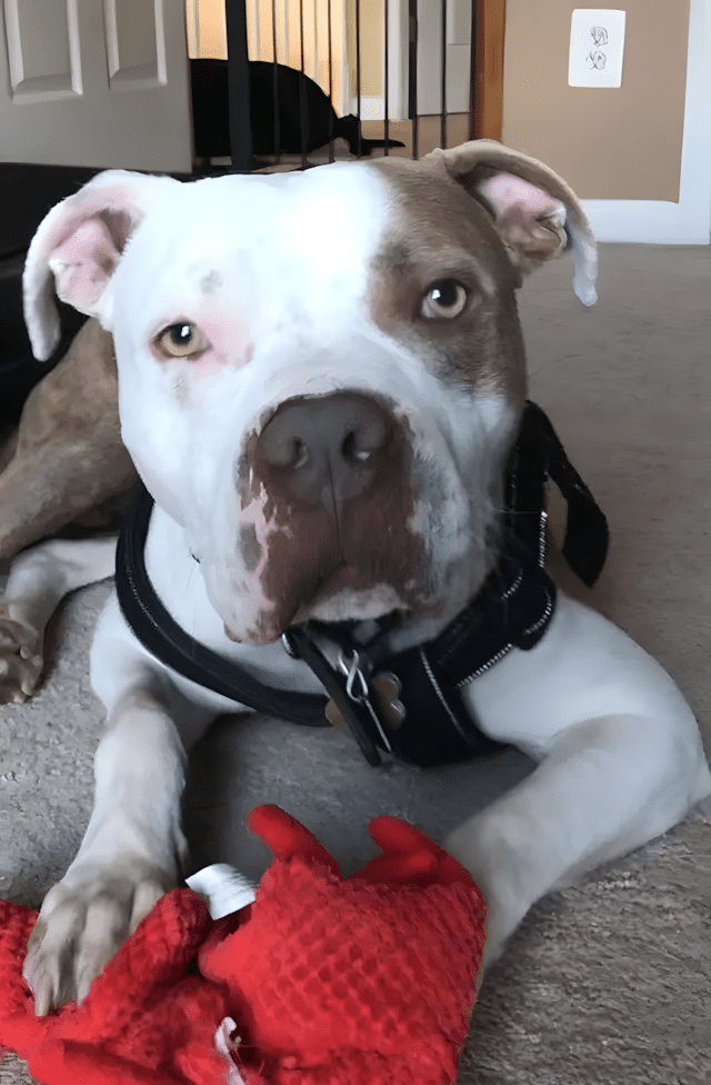 Ugy lancoltak ki a pitbullt hogy a fejet se birta mozgatni6.jpg