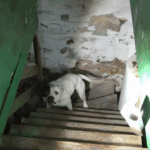 Láncra vert pitbull a pincében – megható pillanatok a szabadulás után