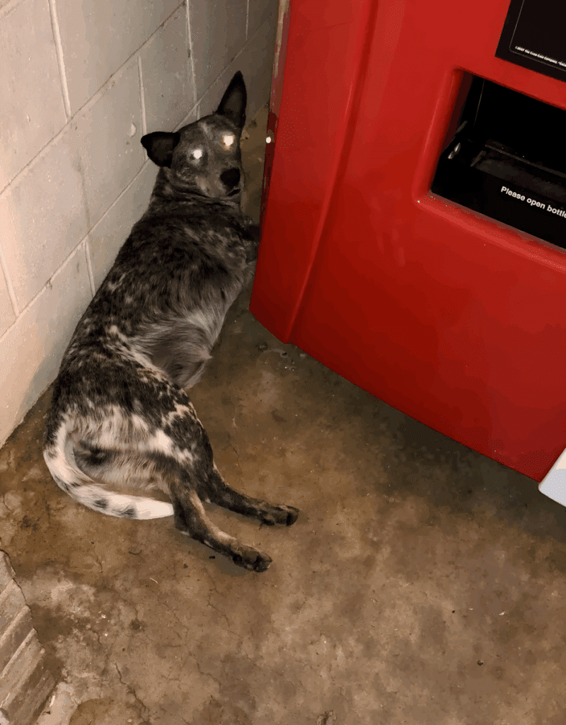 a ferfi talalkozik egy kobor kutyaval2.jpg