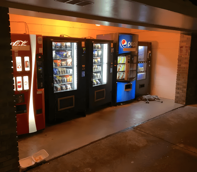 a ferfi talalkozik egy kobor kutyaval3.jpg