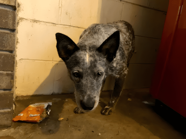 a ferfi talalkozik egy kobor kutyaval4.jpg