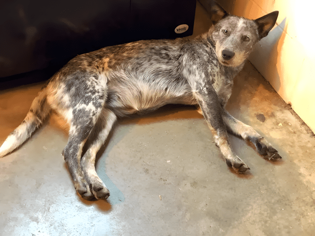 a ferfi talalkozik egy kobor kutyaval5.jpg