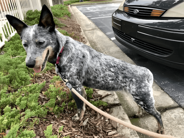 a ferfi talalkozik egy kobor kutyaval7.jpg