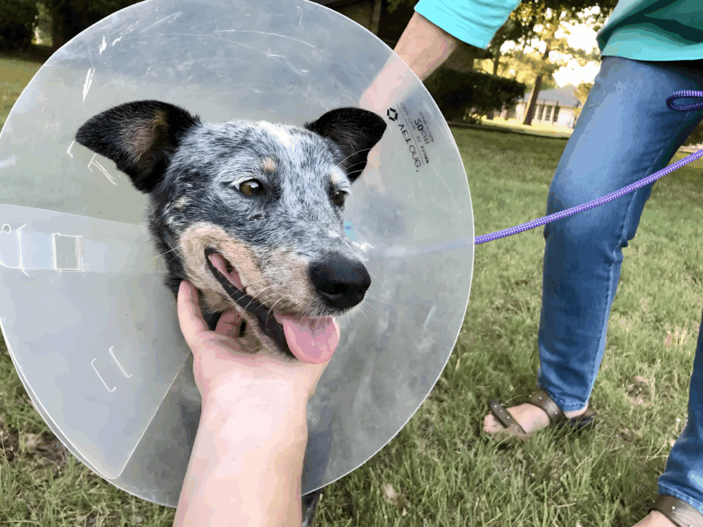 a ferfi talalkozik egy kobor kutyaval8.jpg